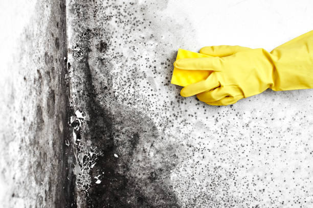 Best Mold Removal Company Near Me  in Toppenish, WA