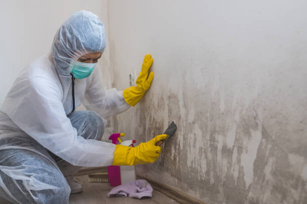 Mold Removal and Inspection in Toppenish, WA